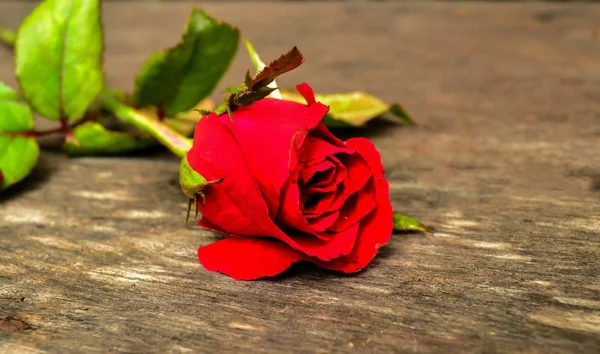 ahşap tahta üzerinde kırmızı gül
