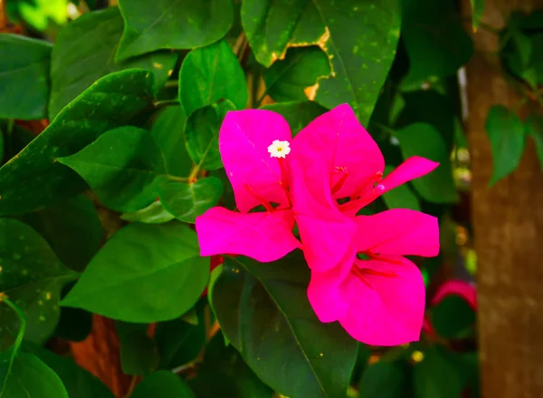 Vacker rosa bougaville blomma i trädgården — Stockfoto