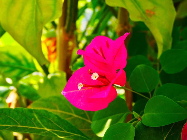 Bela flor bougaville rosa no jardim — Fotografia de Stock