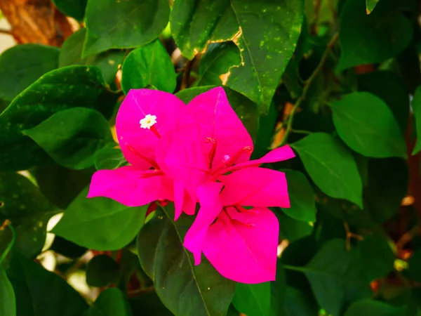 Güzel pembe bougaville Çiçek bahçesinde