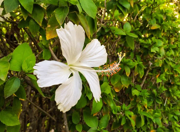 Szép fehér hibicus virág — Stock Fotó