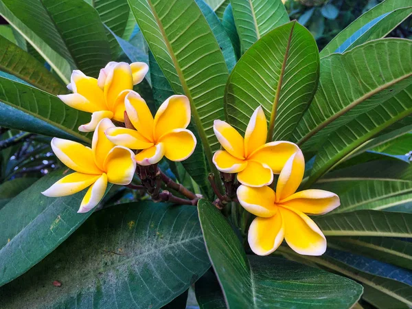 Güzel sarı plumeria çiçek