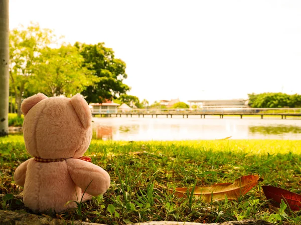 Rosa urso boneca relaxar — Fotografia de Stock