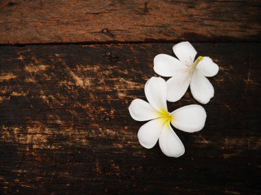 Ahşap tahta üzerinde beyaz plumeria çiçek