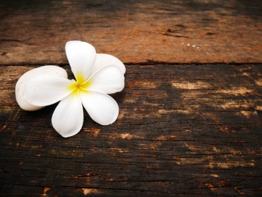 Ahşap tahta üzerinde beyaz plumeria çiçek
