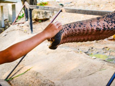 Fil insan eliyle kontrol