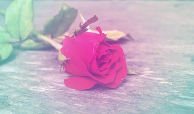 ahşap tahta üzerinde kırmızı gül