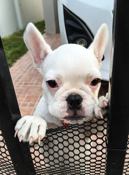 Fransız buldozer istiyorum parkta oynamak için