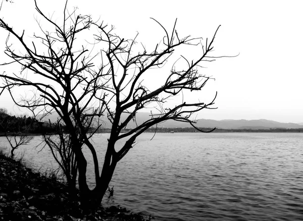 Parkta ölü ağaçlar