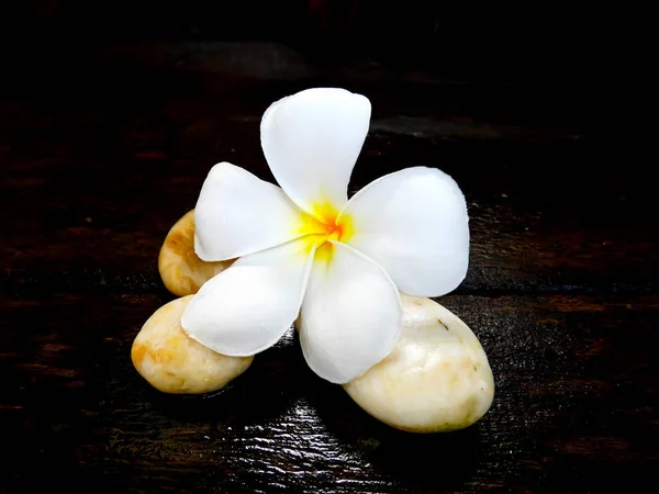 Plumeria biały kwiat — Zdjęcie stockowe