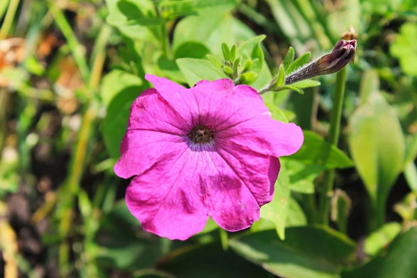Flor de petunia rosa en el jardín — Foto de Stock