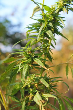 Esrar (kenevir) bitki 