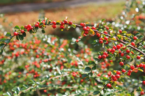 덤 불에 빨간 pyracantha 열매 — 스톡 사진