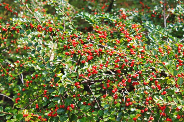 灌木上的红辣椒浆果 — 图库照片