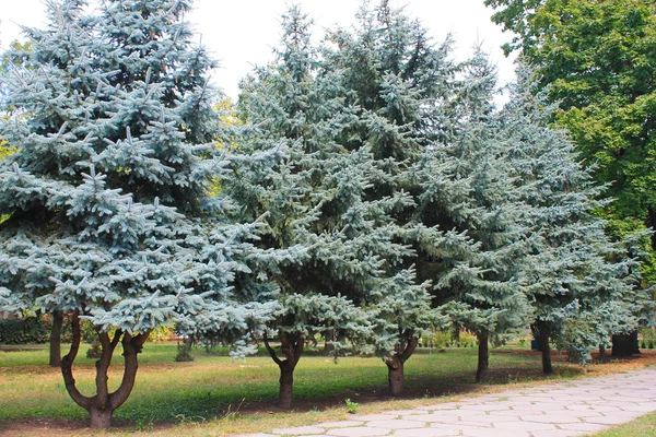 Abeto azul en el parque de otoño —  Fotos de Stock