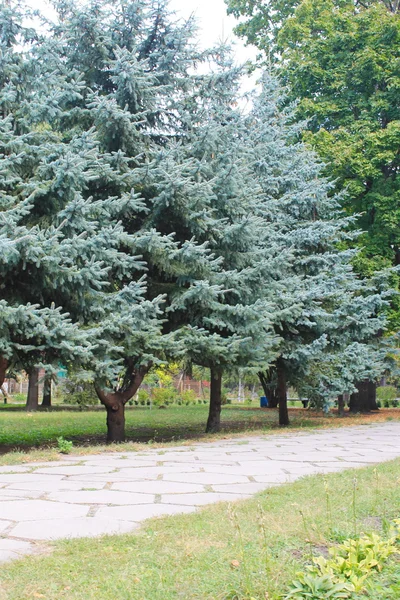 Blue spruce fák őszi parkban — Stock Fotó