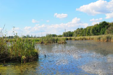 Yeşil algler ve duckweed su yüzeyi ile göl 