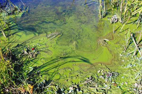 Зелені водорості на поверхні води — стокове фото