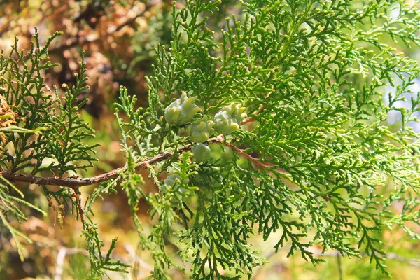 Thuja conos de árbol en la rama — Foto de Stock