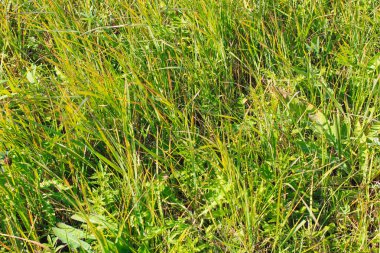 Yeşil Çimen Arkaplanı 