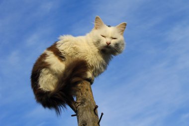 Günlük mavi gökyüzü karşı oturan kedi