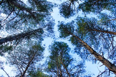 Çam ağaçları. Ararken