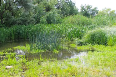Bataklık su yeşil sazlık ile