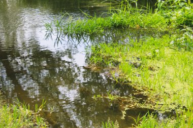 Bataklık su yeşil sazlık ile