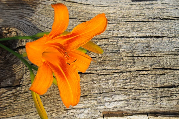 Orange Lilie auf hölzernem Hintergrund — Stockfoto