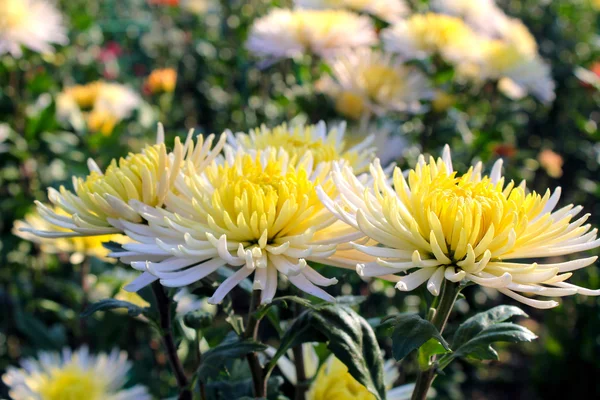 Chrysanthemums in the garden — Stock Photo, Image