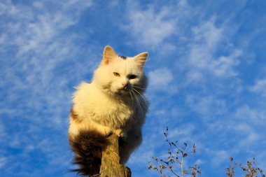 Günlük mavi gökyüzü karşı oturan kedi