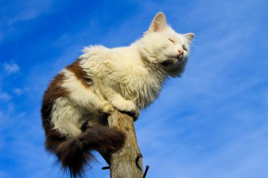 Günlük mavi gökyüzü karşı oturan kedi