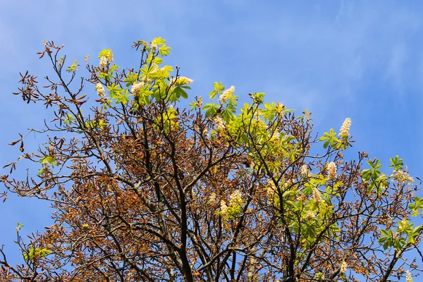 自然の異常。秋の栗の花 — ストック写真