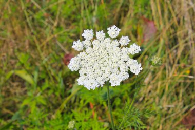 yabani Havuç çiçek
