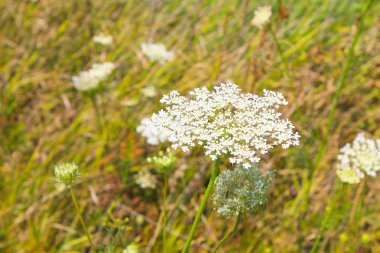 yabani Havuç çiçek