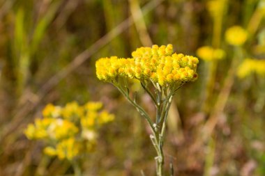 Helichrysum arenarium çayır üzerinde