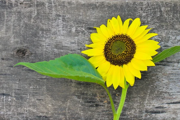 Sonnenblume auf Holzgrund — Stockfoto
