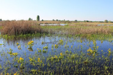 Bataklık kadife çiçekleri ile ıslak çayır