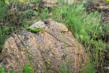 Taşın üzerindeki kertenkele