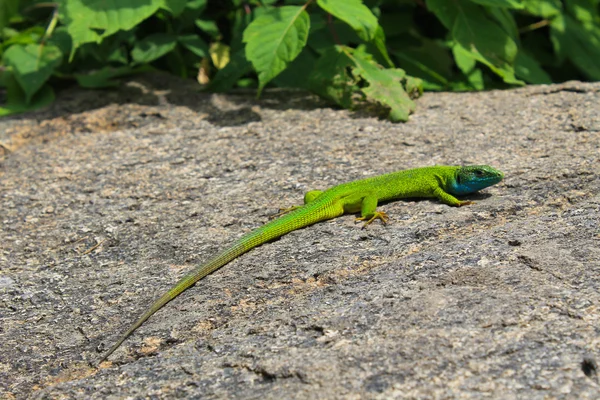 Lagarto en la piedra — Foto de Stock