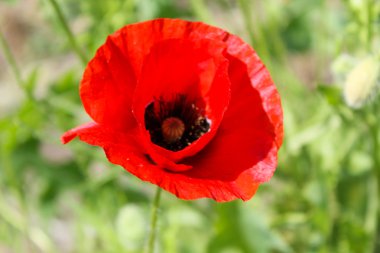 çayır üzerinde kırmızı gelincik