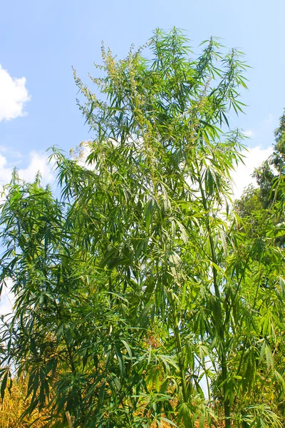 Cannabis plantas no fundo do céu azul — Fotografia de Stock