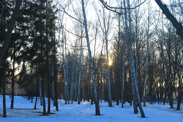 Parque en invierno — Foto de Stock