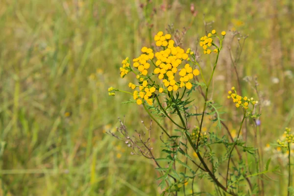 Flor de tansy en el prado — Foto de Stock