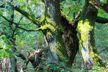 Ormandaki yeşil ağaçlar