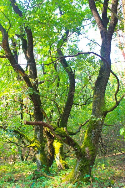 Zelené stromy v lese — Stock fotografie