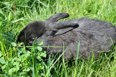 yeşil çim siyah tavşan