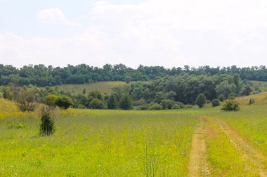 Yaz, yatay, çayır, ağaçlar ve tepeler