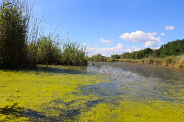 Yeşil algler ve duckweed su yüzeyi ile göl