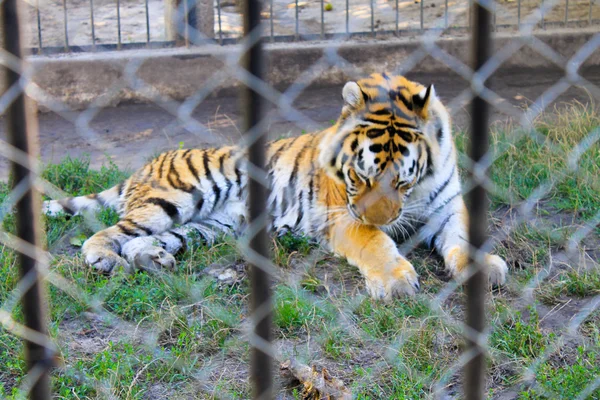 Tigre en cage — Photo